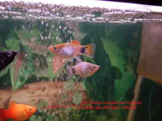 Mickey_Mouse_Platys_006.webp