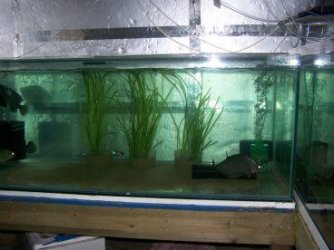 fish_house_4.jpg