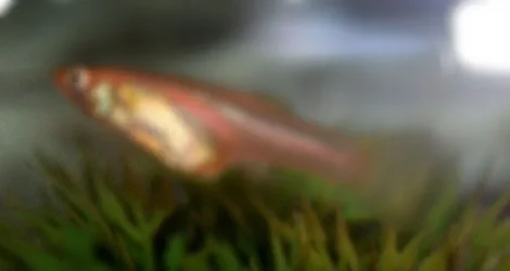 post_36499_1195336643.webp