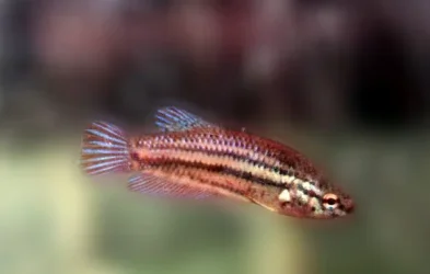 shimmer.webp
