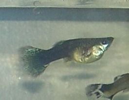 preg_fish.jpg