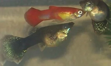 pregfish1.webp pregfish1.webp