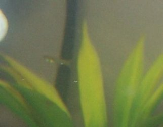 baby_fish_008.JPG