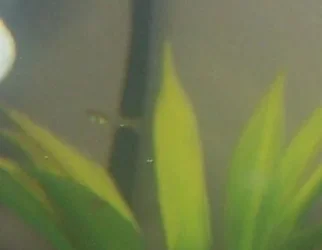 baby_fish_008.webp baby_fish_008.webp
