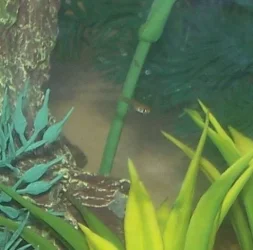 baby_fish_017.webp