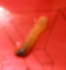 grub.JPG