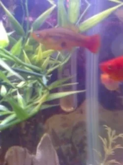 fish.webp