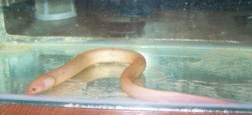 swamp_eel_1.jpg swamp_eel_1.jpg