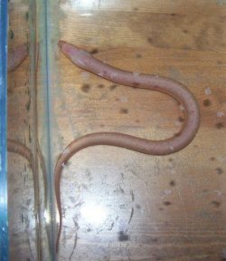 swamp_eel_2.jpg swamp_eel_2.jpg
