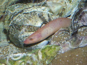 swamp_eel_5.jpg swamp_eel_5.jpg