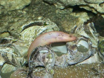 swamp_eel_6.jpg swamp_eel_6.jpg