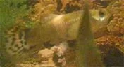 Whitty_side_shot_white_stuff.webp
