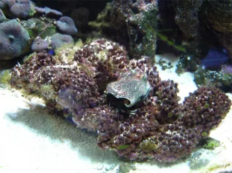 fish_tanks_08_12_07_001_copy.webp