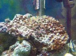 fish_tanks_08_12_07_003_copy.jpg