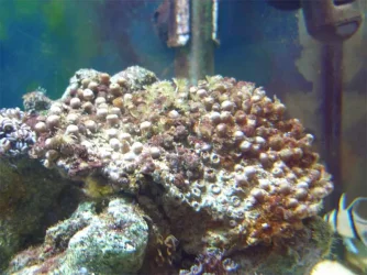 fish_tanks_08_12_07_003_copy.webp