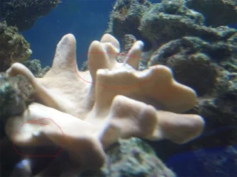 leather_coral_10_12_07_001_copy.webp
