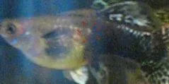 harriette_small_spot.webp