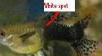 harriette_small_spot2.webp