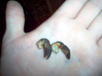 claw1.JPG claw1.JPG