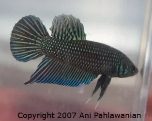 Male_01.webp