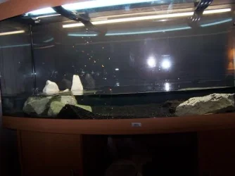 aquariu_007.webp