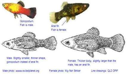sexinglivebearers.webp