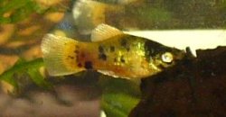newfish2.JPG