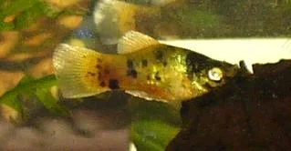 newfish2.webp