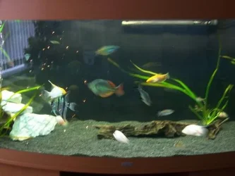 aquariu_013.webp