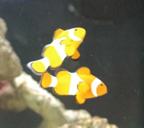 fishtank_013.webp