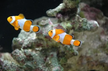 fishtank_027.webp