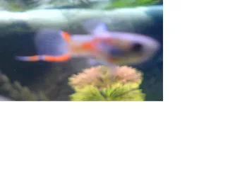 fishy2.webp