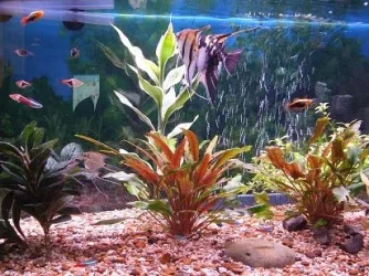 tank_view.webp