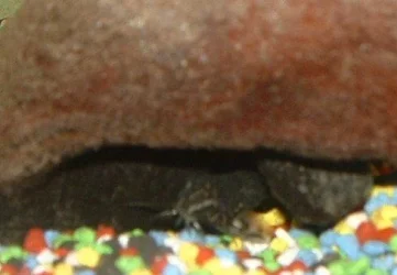 Upside_down_catfish.webp