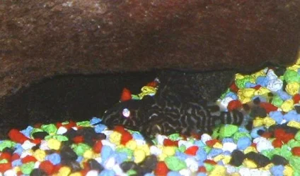 brightness_adjusted_for_view_catfish.webp