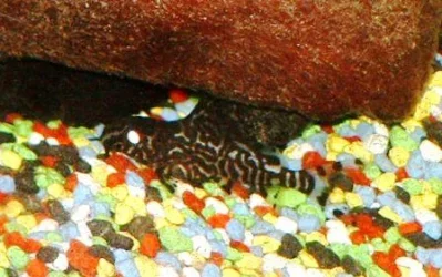 catfish_recloured_and_compressed.webp