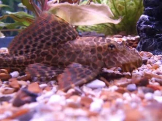 pleco.webp pleco.webp