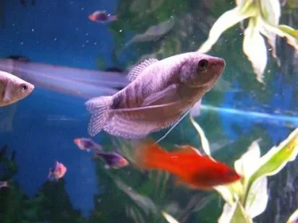 gourami.webp gourami.webp