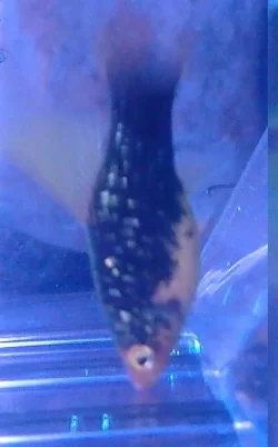 SP_A0145.webp
