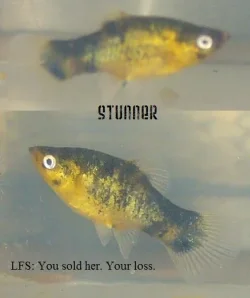 Stunner.webp