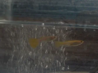 my_fishes_019.webp