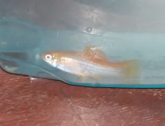 my_fishes_004.webp