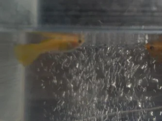 my_fishes_009.webp