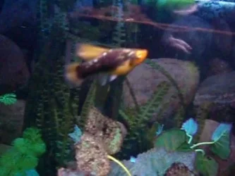 pregfish1.webp
