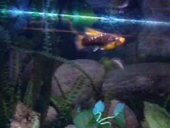 pregfish2.webp