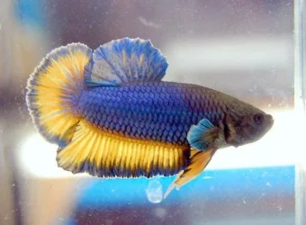aquafiesta340.webp