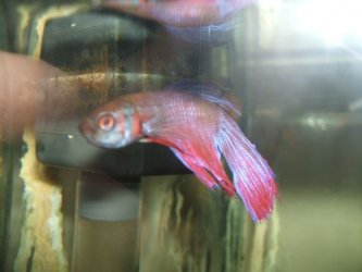 skinnyboy.jpg skinnyboy.jpg