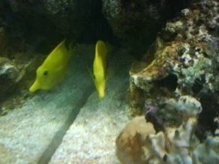 Bubbles.webp