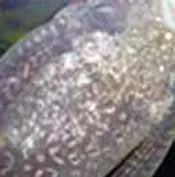 mould2.webp