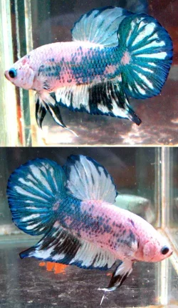 fwbettashmp1200715712.webp